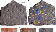 Otisak stopala star 355 miliona godina menja istoriju?
