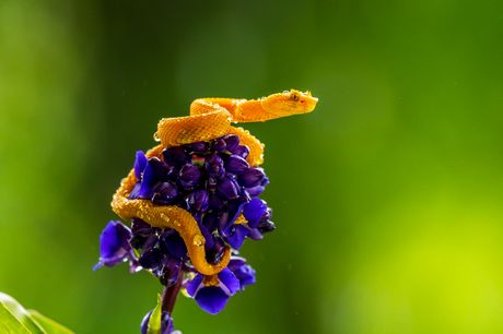 Zmija žuti viper sa trepavicama