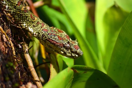 Zmija sa trepavicama