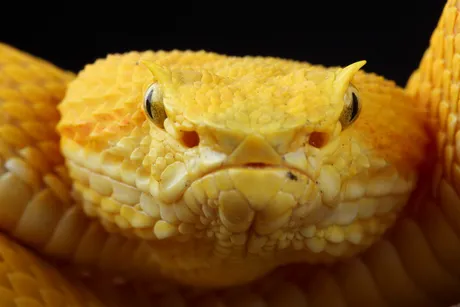 Zmija žuti viper sa trepavicama