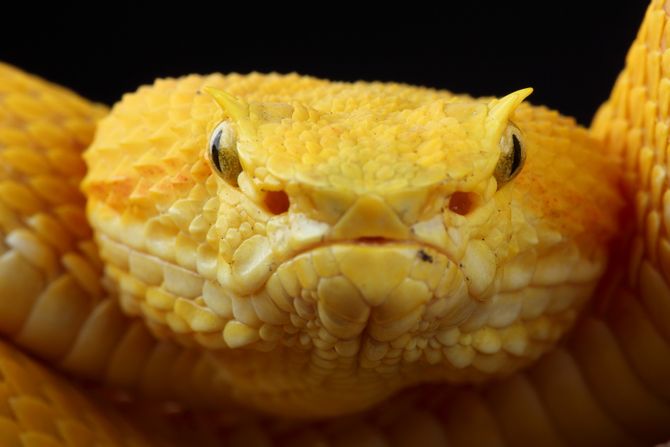 Zmija žuti viper sa trepavicama