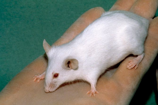 beli laboratorijski miš