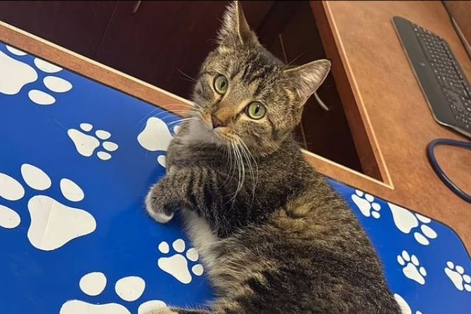 Mačka sa šest nogu