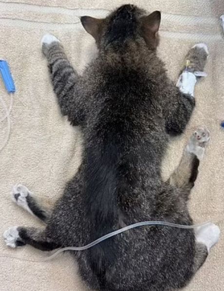 Mačka sa šest nogu