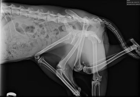 Mačka sa šest nogu