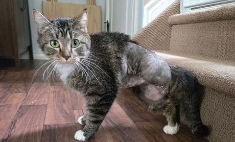 Mačka sa šest nogu