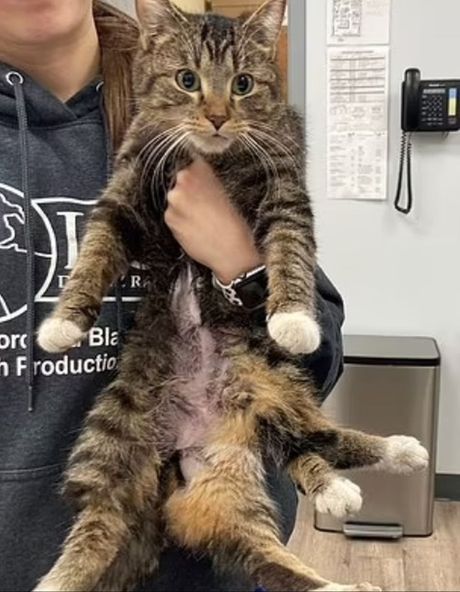 Mačka sa šest nogu