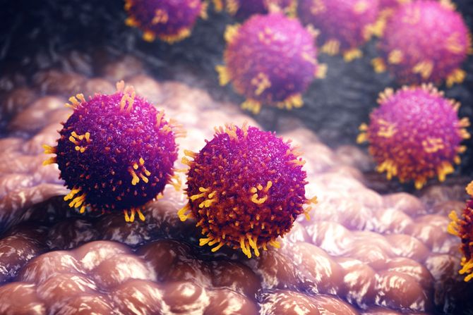 Morbillivirus, morbillivirusi