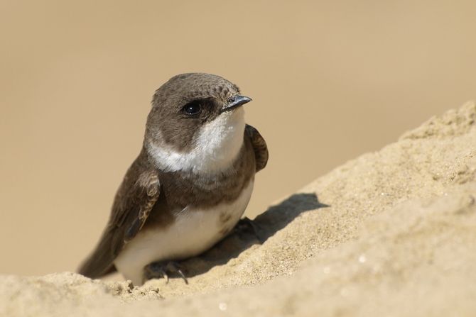 Bregunica, ptica, Riparia riparia