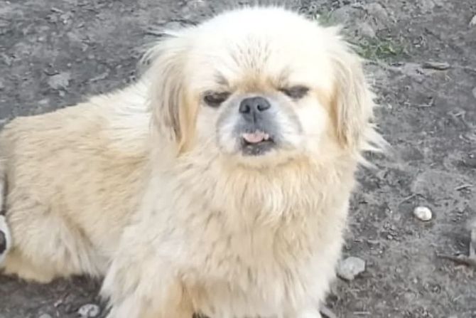 Pas ženka udomljavanje