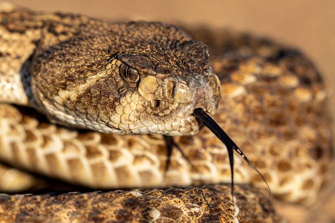 Crotalus atrox, zvečarka