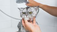 Okupajte mačku bez POVREDA I OTIMANJA: Samo u OVOM SLUČAJU zaboravite na brčkanje, šamponiranje i tuširanje