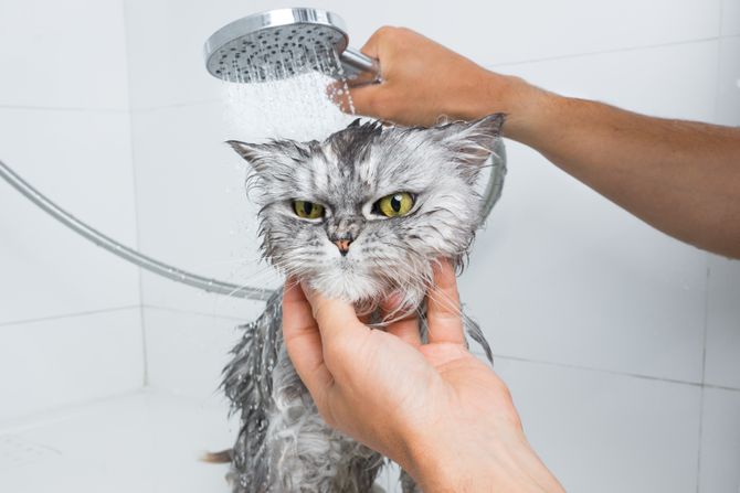 Mačka kupanje