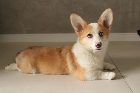 Korgi