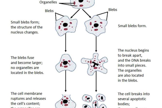 ćelijska smrt, nekroza, apoptoza
