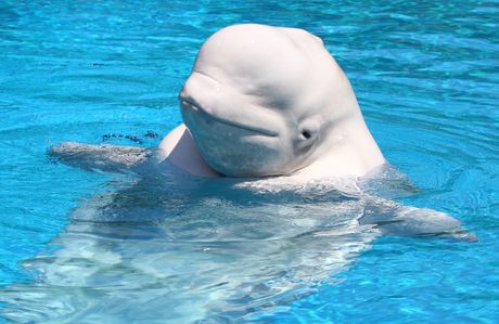 Beluga