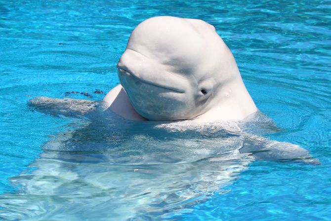 Beluga