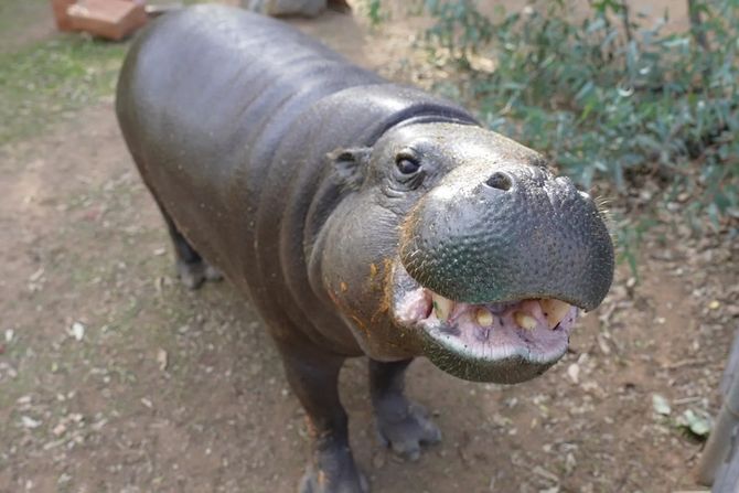 hippo, Hannah