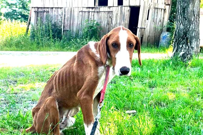 Pas iz azila u Šapcu