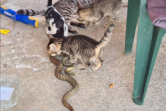 Mačka Apatin mačići zmija