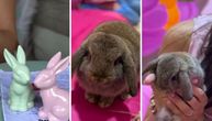 Beograd dobio BUNNY CAFE: Prvi ZEKA KAFIĆ u srcu naše prestonice, uz kaficu i druženje sa KUNIĆIMA