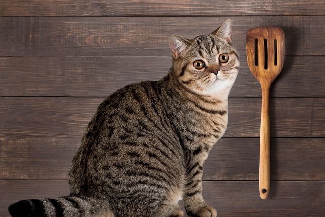 Mačka izum protiv bežanja