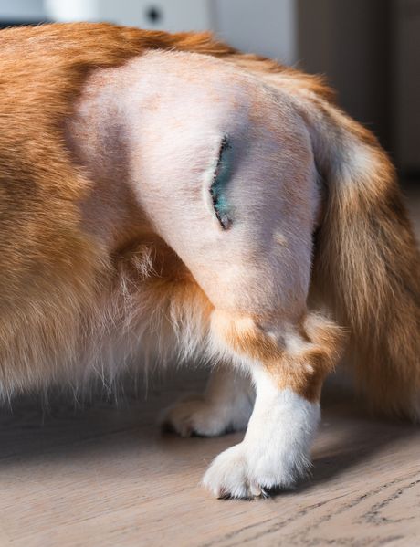 Displazija kuka kod psa