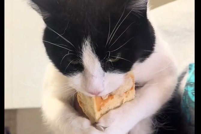 Mačka sa hlebom
