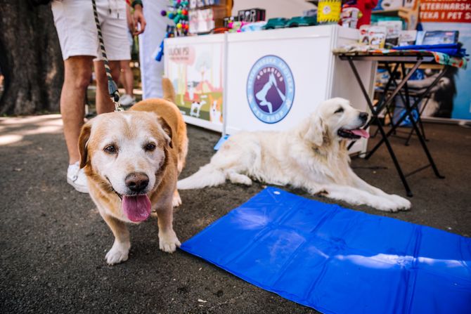 Festival pasa svih rasa “Ulični psi”