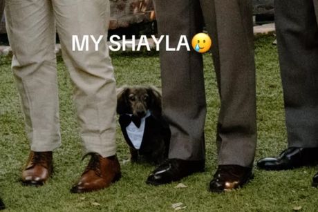 Jazavičar na venčanju