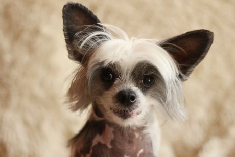 Kineski ćubasti pas