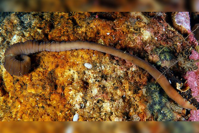 Rastegljivi crv iz Španije