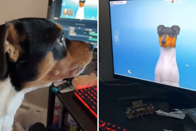 Pas Bonzai i video igrica