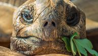 Najbolja HRANA za vašu kornjaču: Od hrskavog povrća do ukusnih poslastica, u obroku i VRSTA ĐUBRIVA