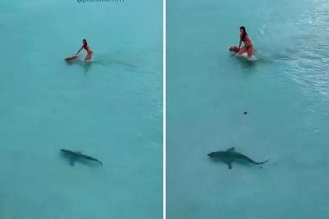 Devojka, pas i ajkula