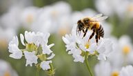 Otkriveno da pčele biraju cvetove: Male mudrice tako balansiraju svoju ishranu