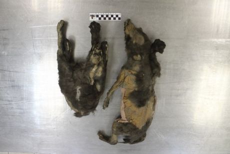 Sibir, Fosilni ostaci mumificirani Tumatski štenci vukovi