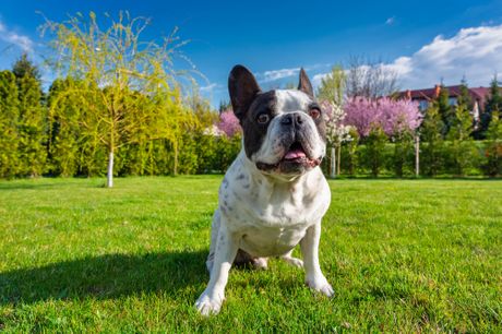 Pas francuski buldog