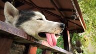 SAVRŠEN TRIK za vlasnike: Za TRI SEKUNDE otkrijte da li vašem psu preti opasnost od DEHIDRACIJE