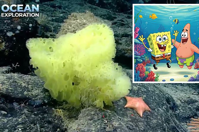 Sunđer Bob i Patrik