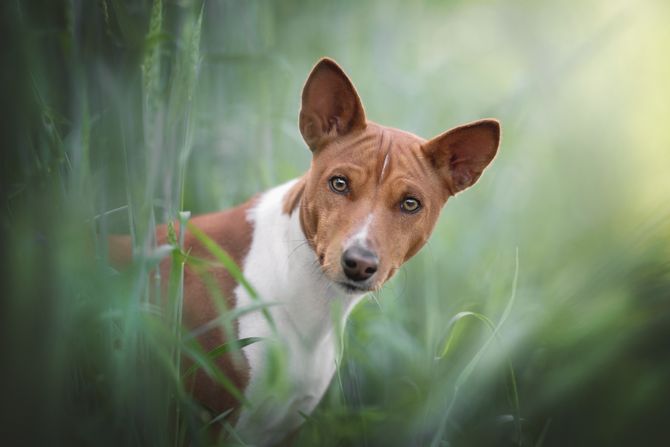 Basenji