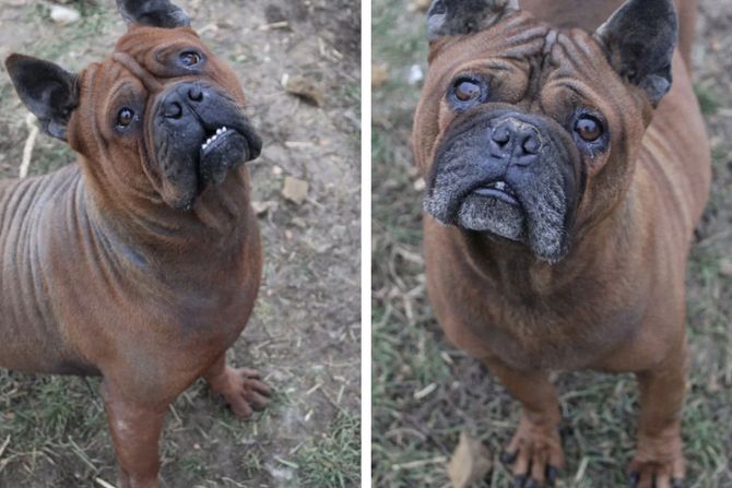 Čongking kineski buldog