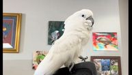 Preslatki papagaj postao zvezda veterinarske ambulante: Ljudi su se valjali od smeha, a evo i zašto