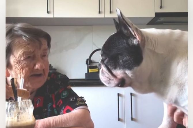 Baka i francuski buldog