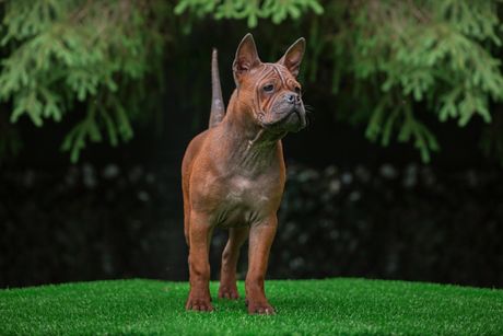 Kineski čongking pas