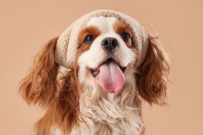 Kavalirski španijel Džindžer