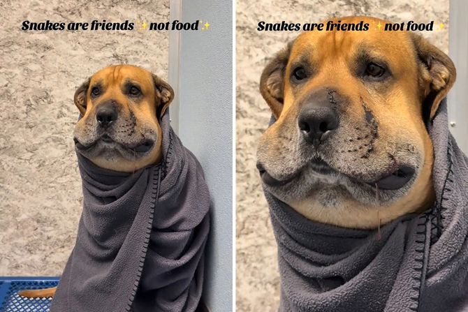 Pas koga je ujela zvečarka