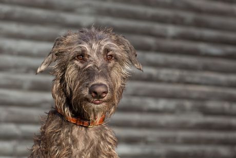 Škotski jelenji hrt