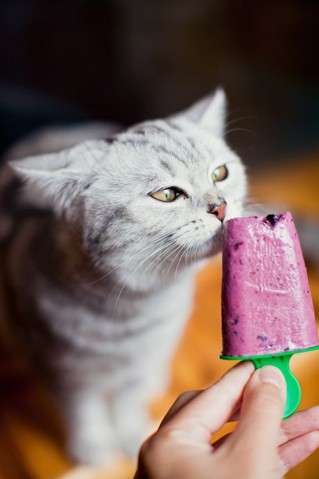 Hladne mačije poslastice