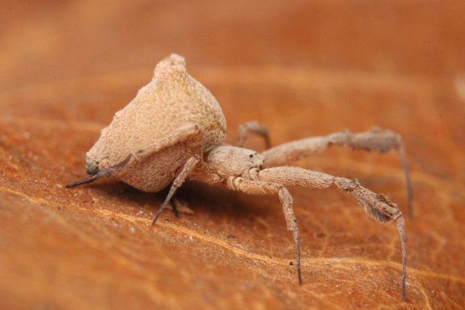 Pauk čipkasti tkalac pernatih nogu